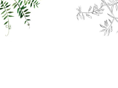 Zarif bir posta kartı ve suluboya ile davetiye şablonu ve tasarımın için yontulmuş yabani çayır çiçekleri..