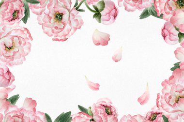 Kartpostal tasarım, kartpostallar, afiş, amblem, çizimler için beyaz arka plan üzerinde izole güzel pembe suluboya peonies ile.