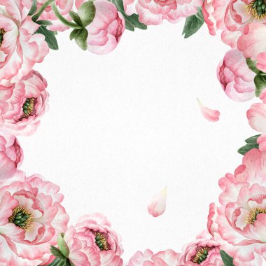 Kartpostal tasarım, kartpostallar, afiş, amblem, çizimler için beyaz arka plan üzerinde izole güzel pembe suluboya peonies ile.