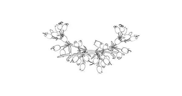 Vackra Gravyr Blommönster Isolerad Vit Bakgrund För Design Vykort Banners — Stockfoto