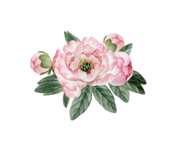 Bouquet of beautiful watercolor peonies isolated on white background. Botany watercolor peonies for design, postcards, banners, emblems, illustrations.