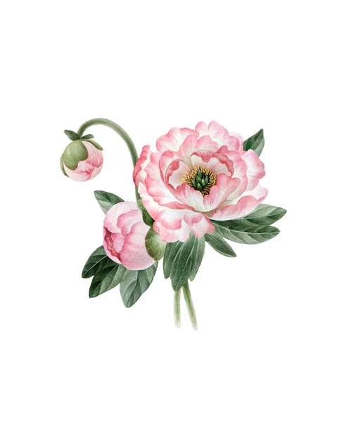 Bouquet Beautiful Watercolor Peonies Isolated White Background Botany Watercolor Peonies — Stock Photo, Image