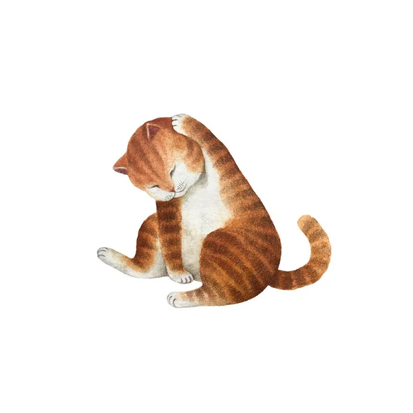 Χαριτωμένο Γάτα Ακουαρέλα Χαρακτήρα Που Απομονώνονται Λευκό Φόντο Για Σχεδιασμό — Φωτογραφία Αρχείου