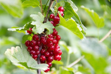 Bir sürü bahçede yeşil yapraklar arasında kırmızı kuş üzümü.