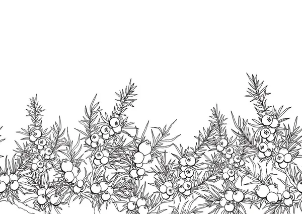 Можжевельник Ягоды Ветви Граница Растениями Evergreen Граница Можжевельником Использование Фона — стоковое фото