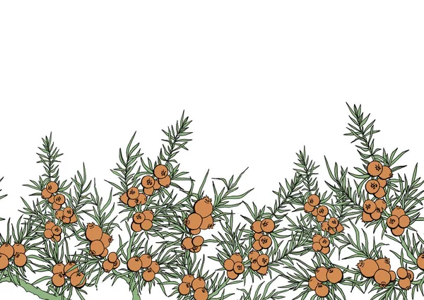 ardıç. çilek ve dalları. bitkiler ile sınır. Evergreen. ardıç ile sınır. Kullanım arka plan, duvar kağıdı, kartları, davetiyeleri, kumaş için.