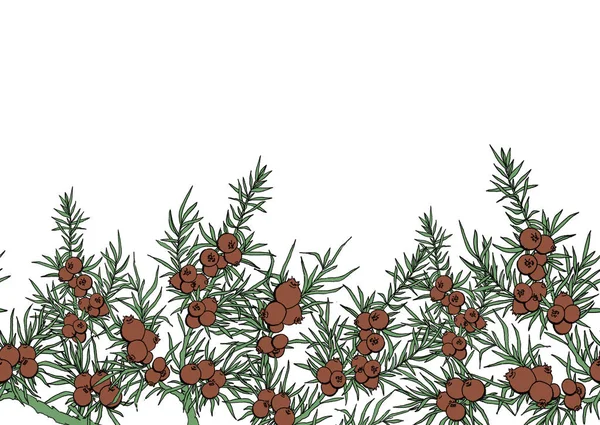 Wacholder Beeren Und Zweige Grenze Mit Pflanzen Immergrün Grenze Mit — Stockfoto