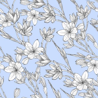 Schizostylis el çizilmiş çizimler ile sorunsuz desen. kaffir zambak çiçek botanik grafik çizim. Kartlar, tekstil, arka planlar, davetiyeler, kağıtlar, hurda rezervasyonlar için kullanın.