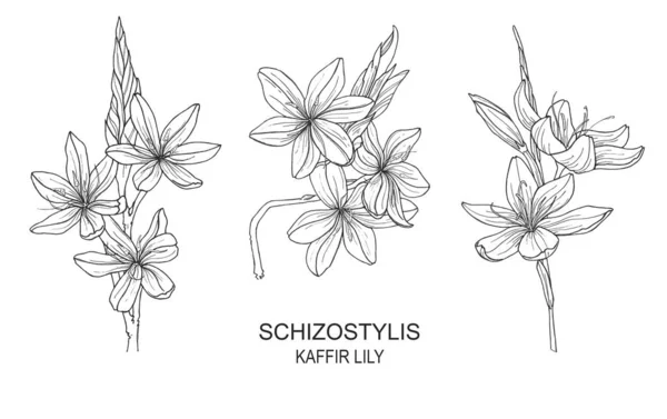 Set Mit Isolierten Handgezeichneten Illustrationen Von Schizostylis Botanische Grafische Linienkunst — Stockfoto