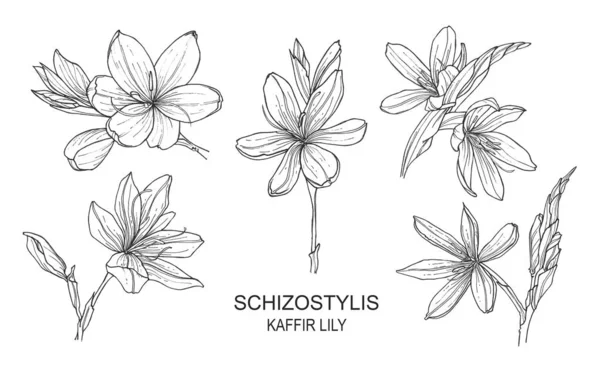 Set Mit Isolierten Handgezeichneten Illustrationen Von Schizostylis Botanische Grafische Linienkunst — Stockfoto