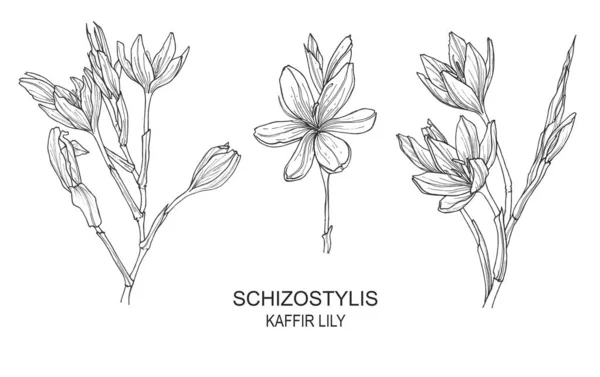 Schizostylis izole el çizilmiş çizimler ile ayarlayın. kaffir zambak çiçek botanik grafik çizgi sanatı. Kartlar, tekstil, arka planlar, davetiyeler, kağıtlar, hurda rezervasyonlar için kullanın.