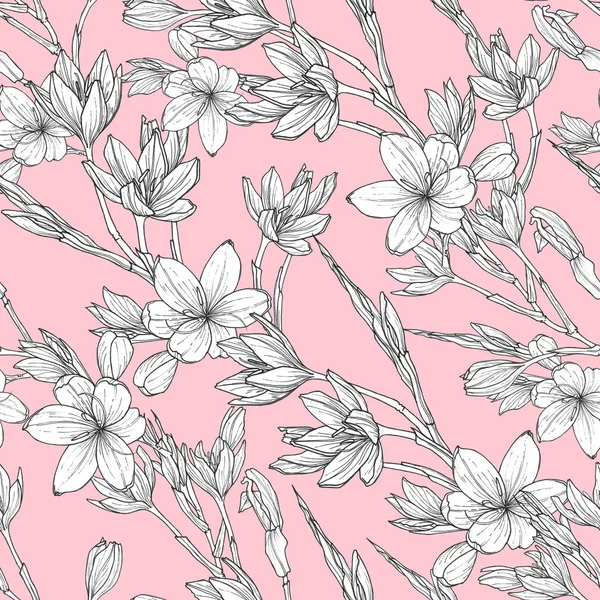 Schizostylis el çizilmiş çizimler ile sorunsuz desen. kaffir zambak çiçek botanik grafik çizim. Kartlar, tekstil, arka planlar, davetiyeler, kağıtlar, hurda rezervasyonlar için kullanın.