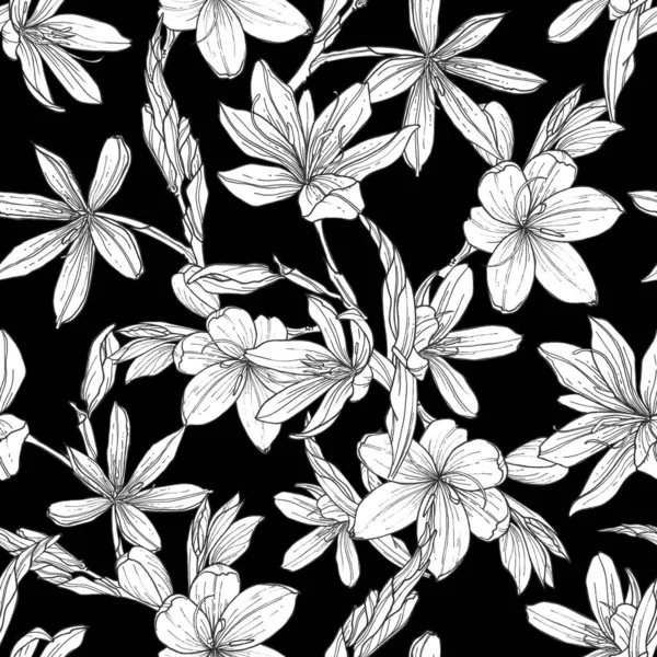 Schizostylis el çizilmiş çizimler ile sorunsuz desen. kaffir zambak çiçek botanik grafik çizim. Kartlar, tekstil, arka planlar, davetiyeler, kağıtlar, hurda rezervasyonlar için kullanın.