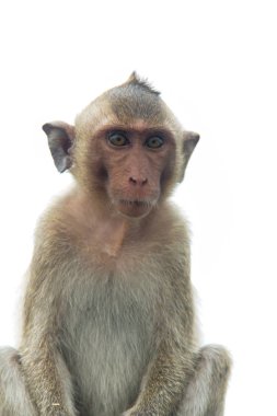 Maymun izole portre beyaz arka plan.