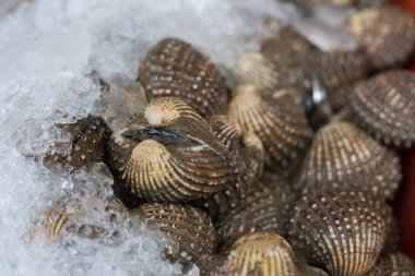 Balık ve deniz ürünleri bir pazarda Tayland