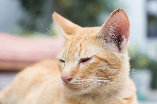 Bel Gatto Siam Sedersi Sulla Parete Acciaio Gatto Tailandese Giallo — Foto Stock