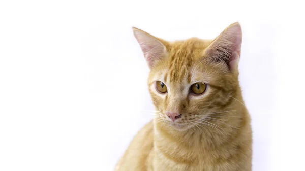 Tayland kedi uyuşuk. Sevimli kedi, kedi yalan izole kırpma yolu ile beyaz arka plan.