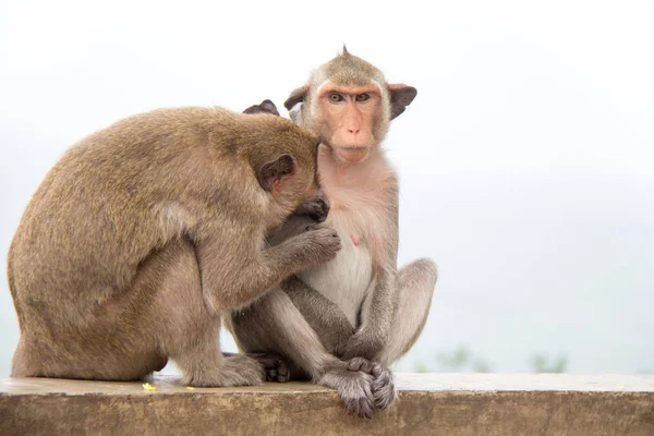Berdua monyet makan Menanjak ke