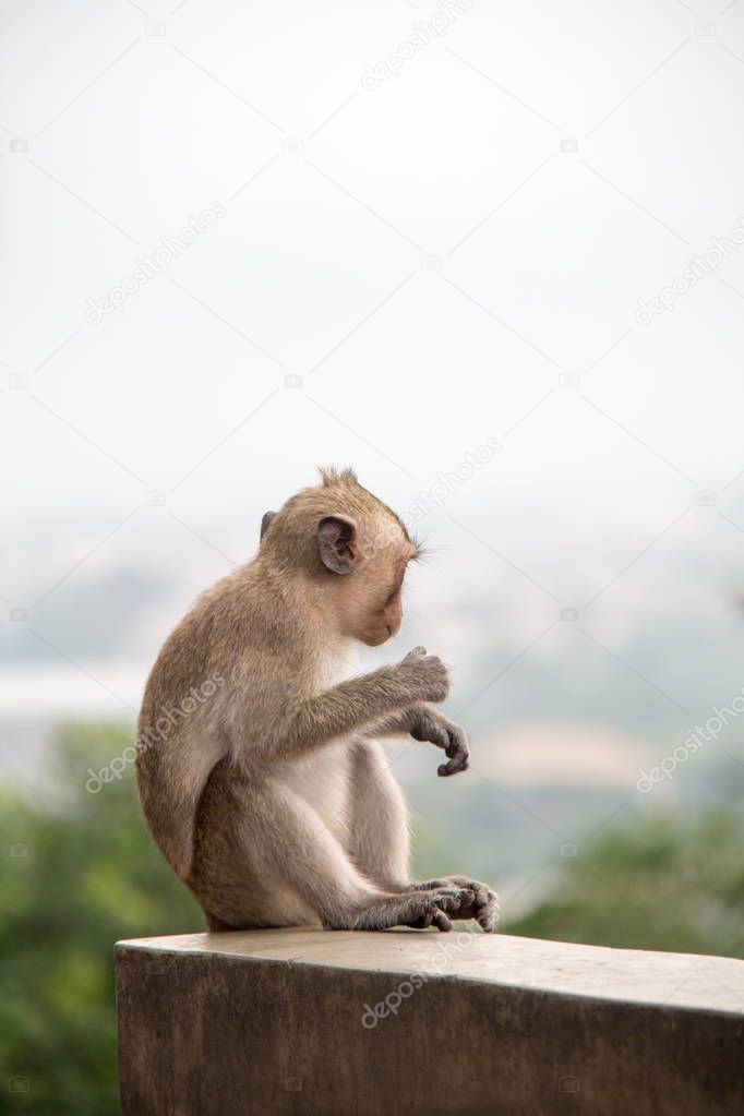 baby monkey sitting on the concrete cement.