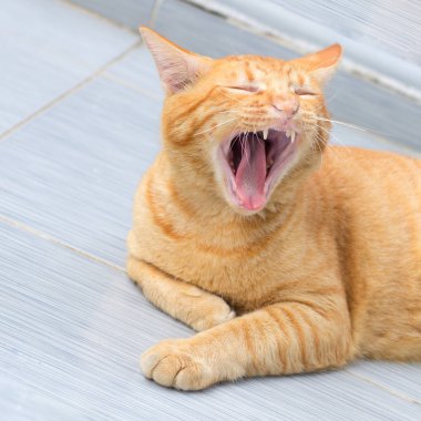 Soyut Siyam kedi çimento yere otur. Sarı kedi beyaz katta oturmak.