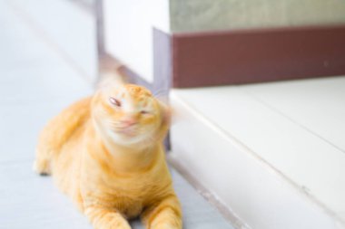 Soyut Siyam kedi sit çimento katta, bulanık. Sarı kedi beyaz katta oturmak.