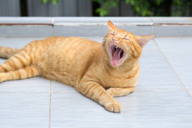 Soyut Siyam kedi çimento yere otur. Sarı kedi beyaz katta oturmak.