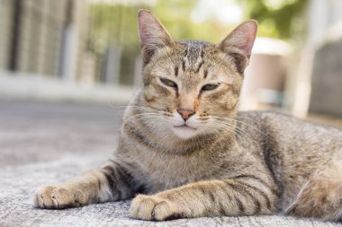 Tayland kedi uyuşuk. Soyut Siyam kedi çimento yere otur. Kedi beyaz katta oturmak.