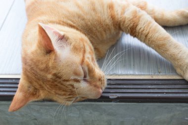 Tayland kedi uyuşuk. Soyut Siyam kedi çimento yere otur. Kedi beyaz katta oturmak.