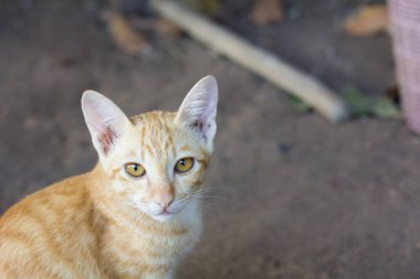 Genç güzel renk, sit yerde kediler. Yellor renk bekleyen Gıda Tay kedi.