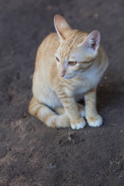Genç güzel renk, sit yerde kediler. Yellor renk bekleyen Gıda Tay kedi.