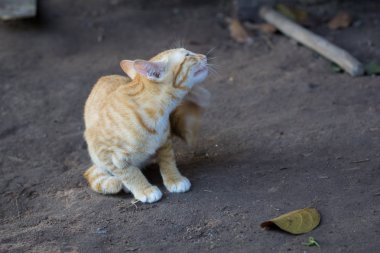 Genç güzel renk, sit yerde kediler. Yellor renk bekleyen Gıda Tay kedi.