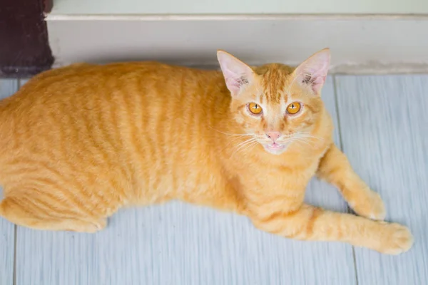 Abstract Siam Cat Sit Cement Floor Yellow Cat Sit White — Stock Photo, Image