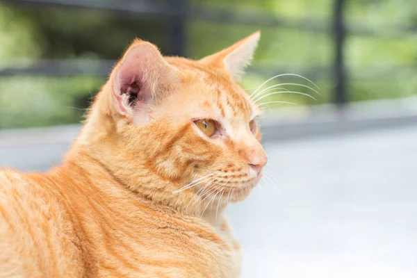 Resumen Siam Gato Sentarse Suelo Cemento Gato Amarillo Sentarse Blanco — Foto de Stock