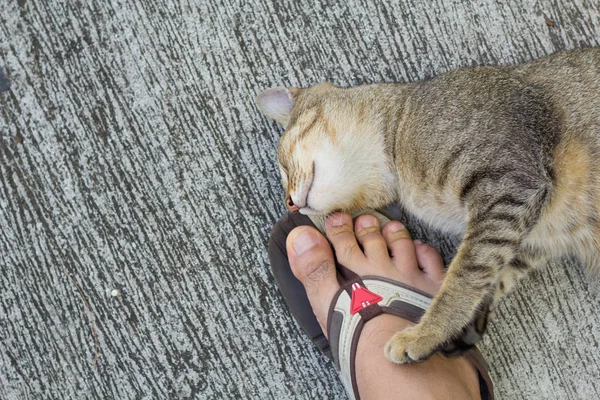 Thailand Cat Lethargic Abstract Siam Cat Sit Cement Floor Cat — Stock Photo, Image