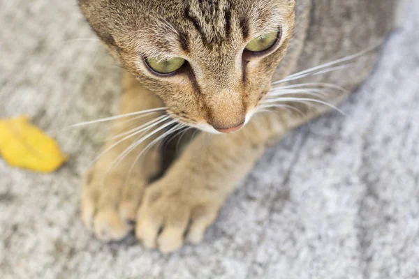 Tailandia Gato Letárgico Resumen Siam Gato Sentarse Suelo Cemento Gato — Foto de Stock