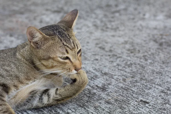 Tailandia Gato Letárgico Resumen Siam Gato Sentarse Suelo Cemento Gato — Foto de Stock