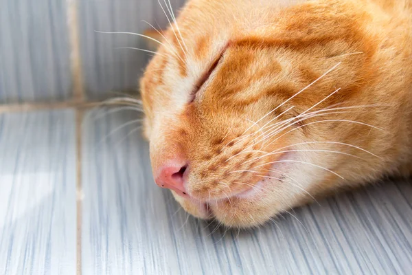 Tailândia Gato Letárgico Siam Gato Abstrato Sentar Chão Cimento Cat — Fotografia de Stock