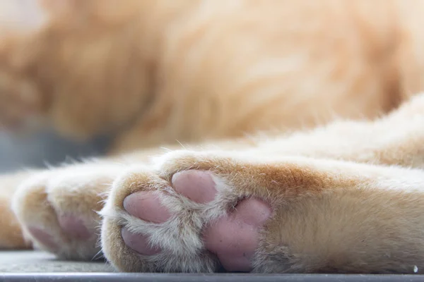 pençeleri kedi yakın çekim