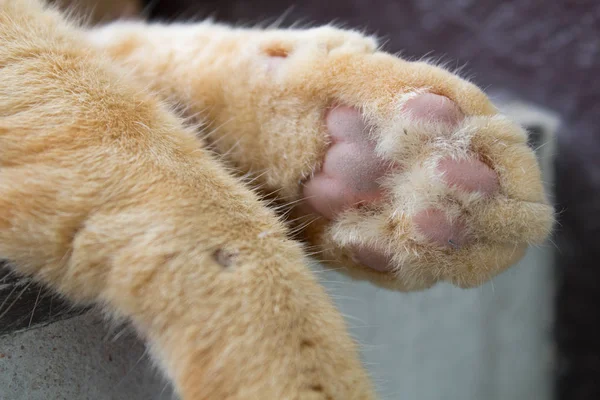 pençeleri kedi yakın çekim
