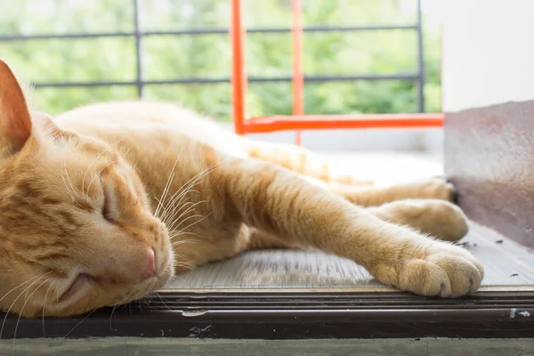 Tayland kedi uyuşuk. Soyut Siyam kedi çimento yere otur. Kedi beyaz katta oturmak.