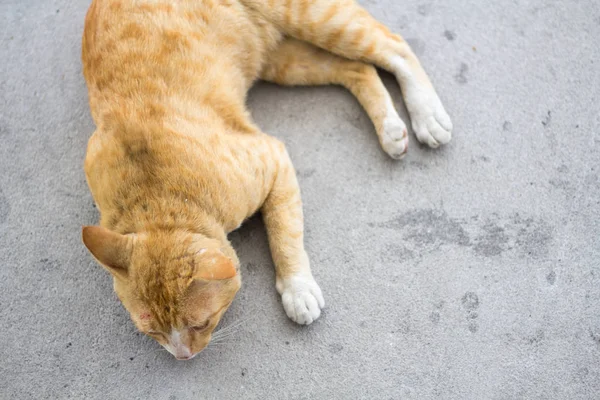 暹罗猫 黄色美丽的色彩在地面上播放 公园里的橙动物 — 图库照片