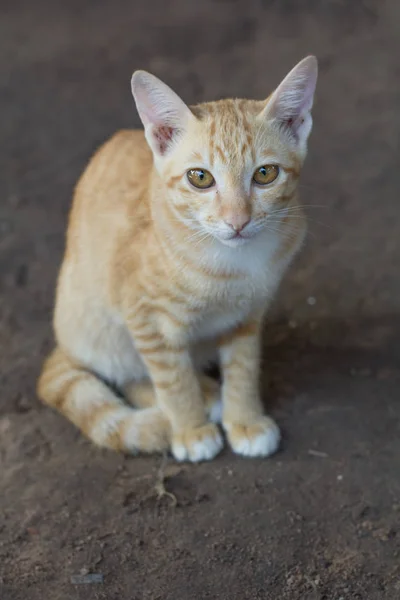 Young Cats Beautiful Color Sit Ground Thai Cat Yellor Color — Stock Photo, Image