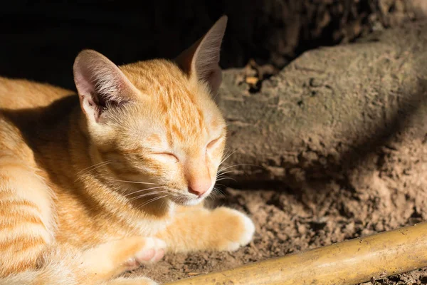 Hermosos Gatos Durmiendo Invierno Siam Gato Amarillo Color Sentarse Suelo — Foto de Stock