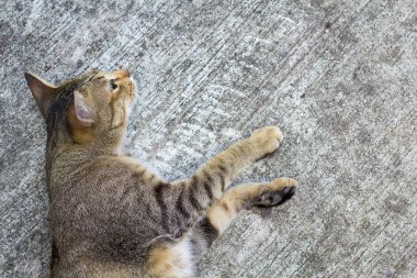 Tayland kedi uyuşuk. Soyut Siyam kedi çimento yere otur. Kedi beyaz katta oturmak.