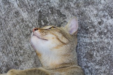 Tayland kedi uyuşuk. Soyut Siyam kedi çimento yere otur. Kedi beyaz katta oturmak.