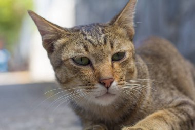 Tayland kedi uyuşuk. Soyut Siyam kedi çimento yere otur. Kedi beyaz katta oturmak.