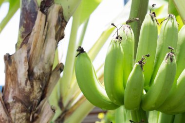 Yeşil Ham muz kadar kapatın. Genç yeşil muz ağacı üzerinde. Olgunlaşmamış muz yakın çekim.