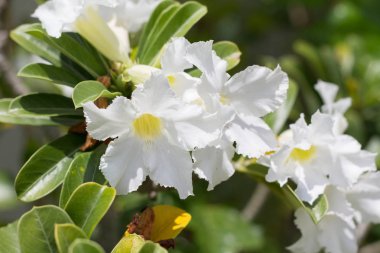 Doğal çiçek açelya çiçek. Impala Lily veya çöl gülü veya alay Azalea, güzel beyaz çiçek bahçesinde.