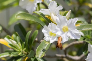 Doğal çiçek açelya çiçek. Impala Lily veya çöl gülü veya alay Azalea, güzel beyaz çiçek bahçesinde.