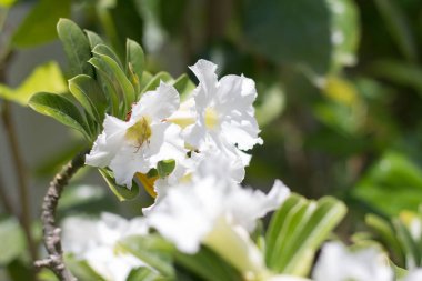 Doğal çiçek açelya çiçek. Impala Lily veya çöl gülü veya alay Azalea, güzel beyaz çiçek bahçesinde.